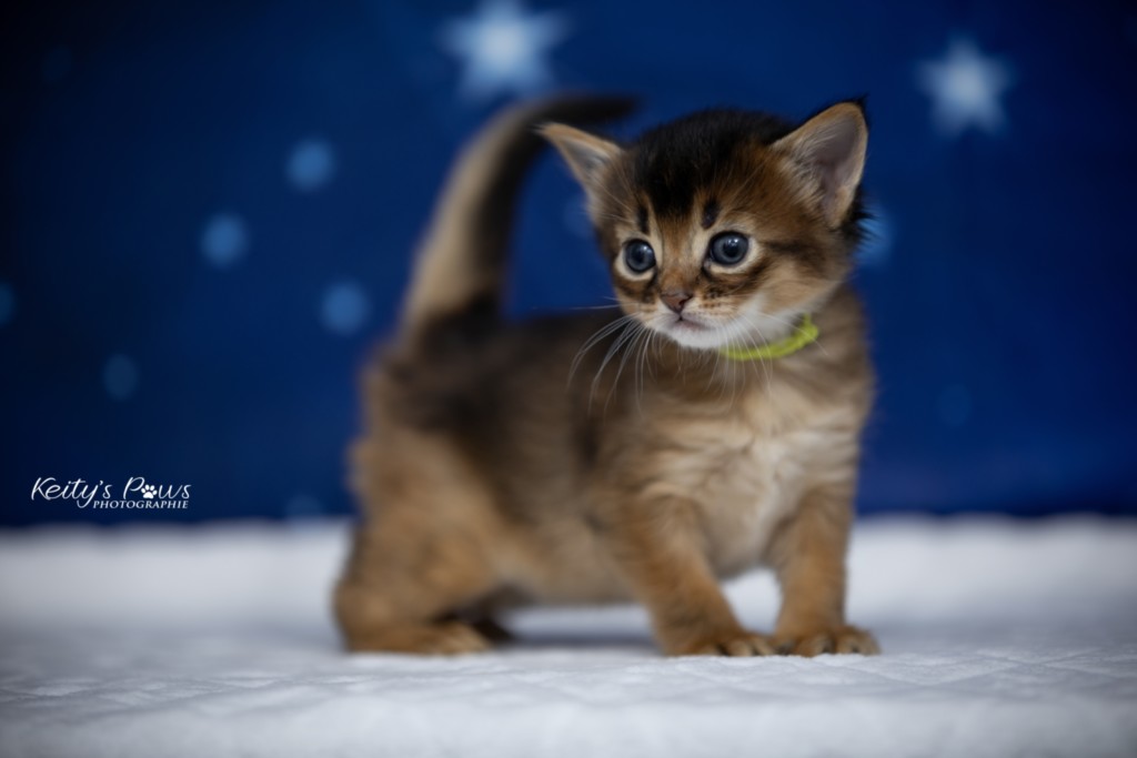  Adara-... (jaune) 3 Semaines