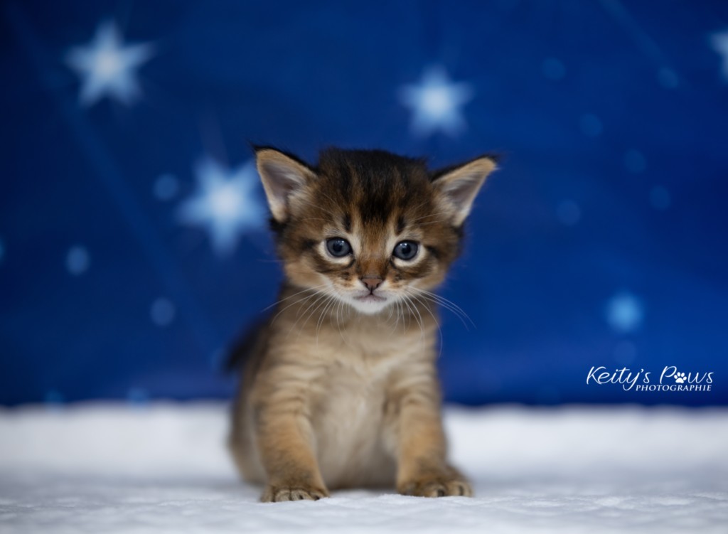 Ash-.... (vert)  3 Semaines