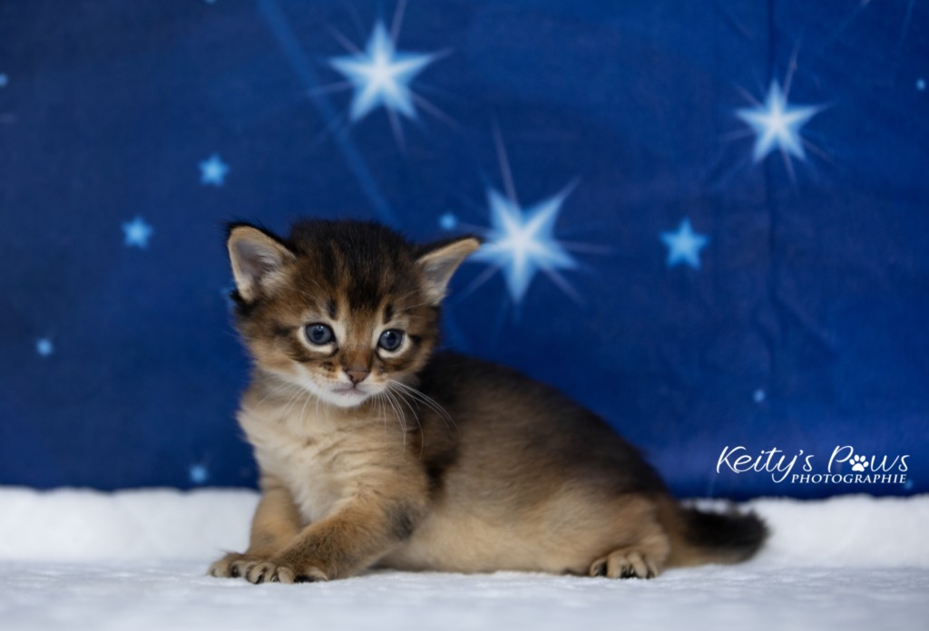 Ash-.... (vert)  3 Semaines