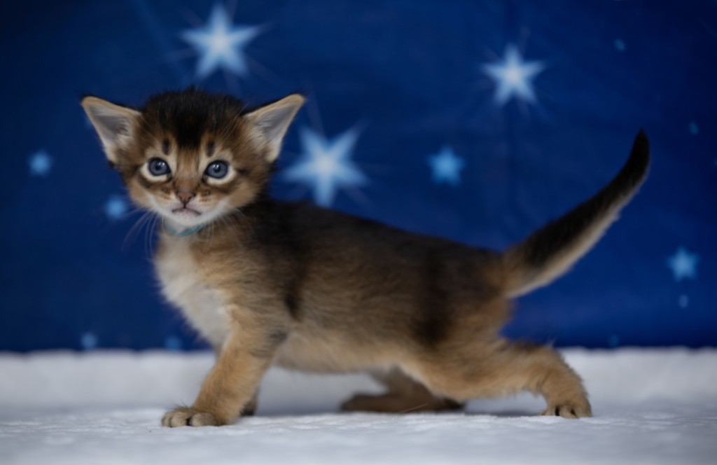  Aegnor-Azur (bleu) 3 Semaines