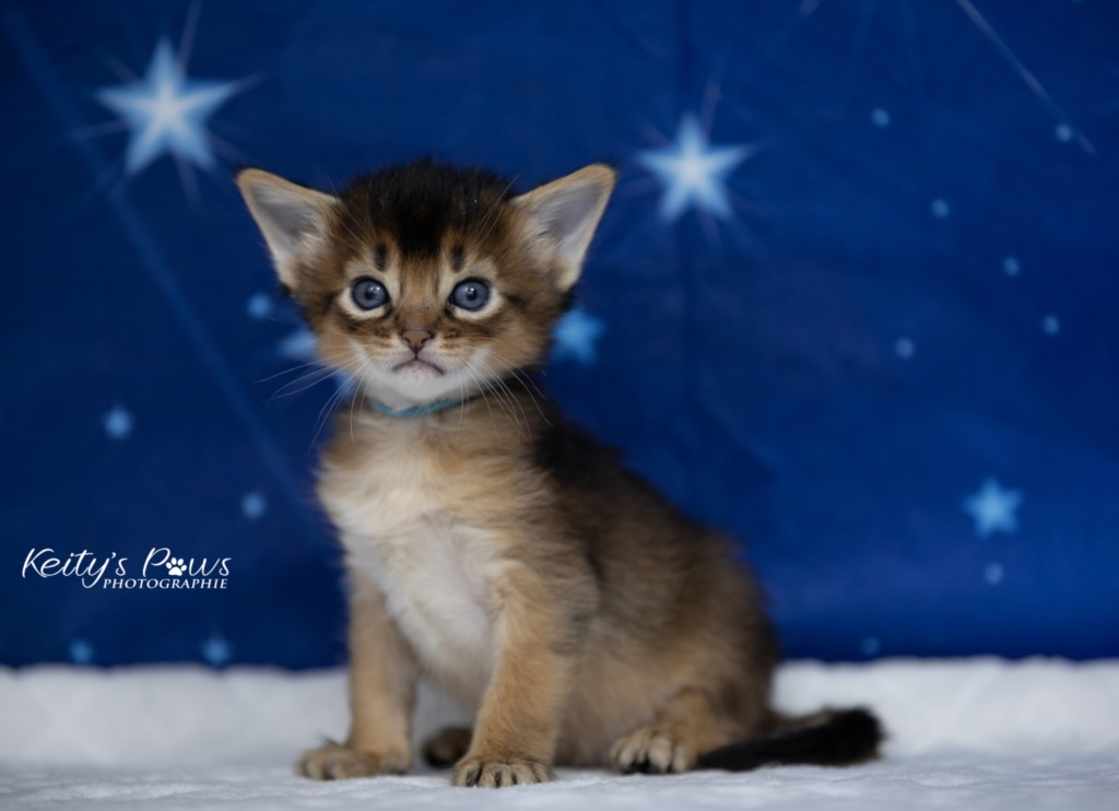  Aegnor-Azur (bleu) 3 Semaines