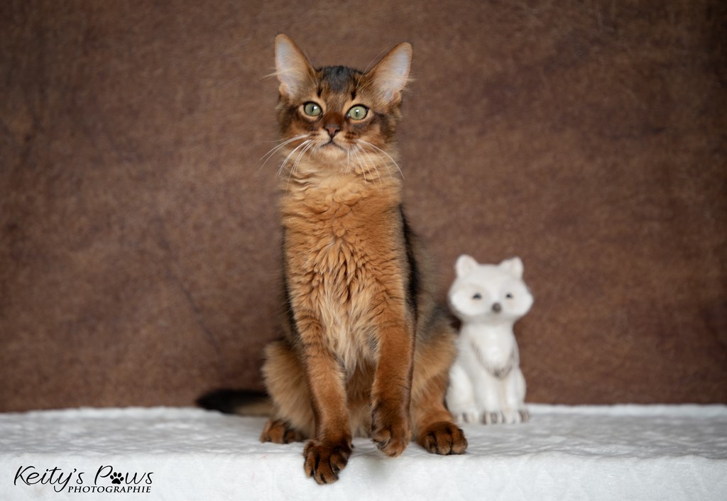 Yôkaï "Sekiro" 3 Mois 