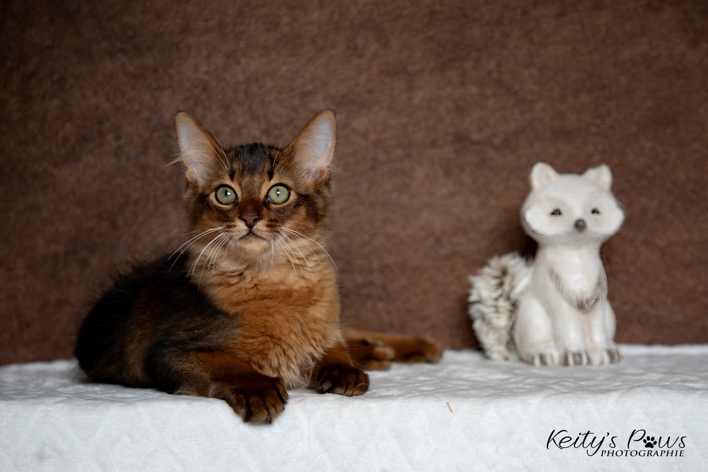 Yôkaï "Sekiro" 3 Mois 