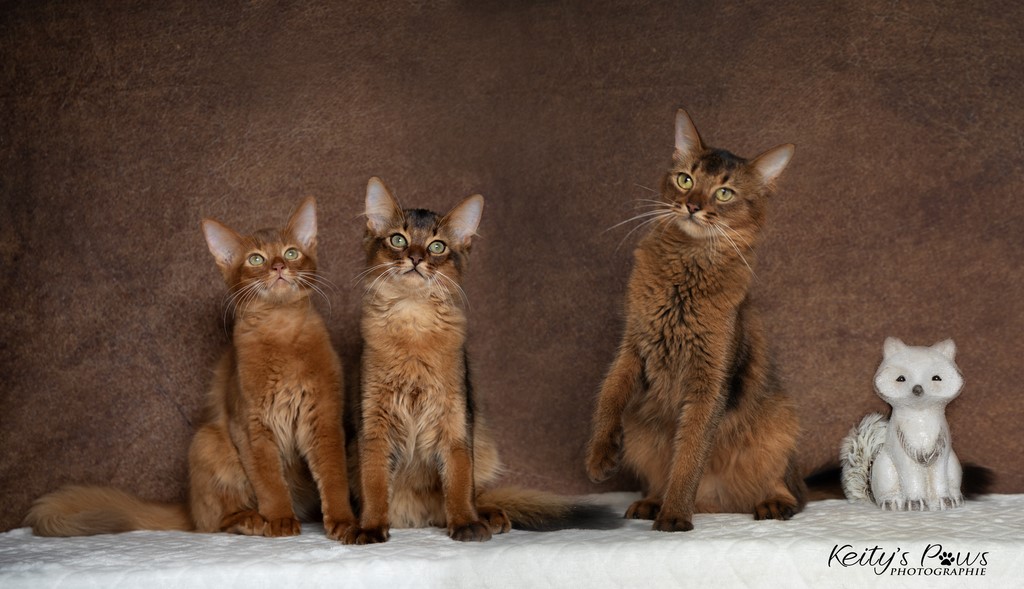 Yôkaï  "Sekiro" &  Zenkō "Teto"  3 Mois et maman