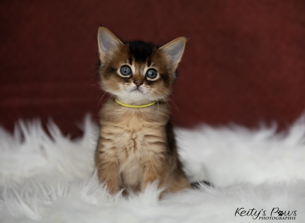  Adara-Alya (jaune) 1 Mois