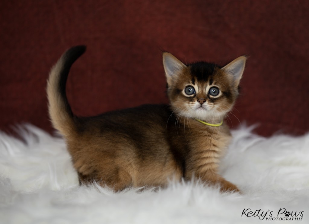  Adara-Alya (jaune) 1 Mois