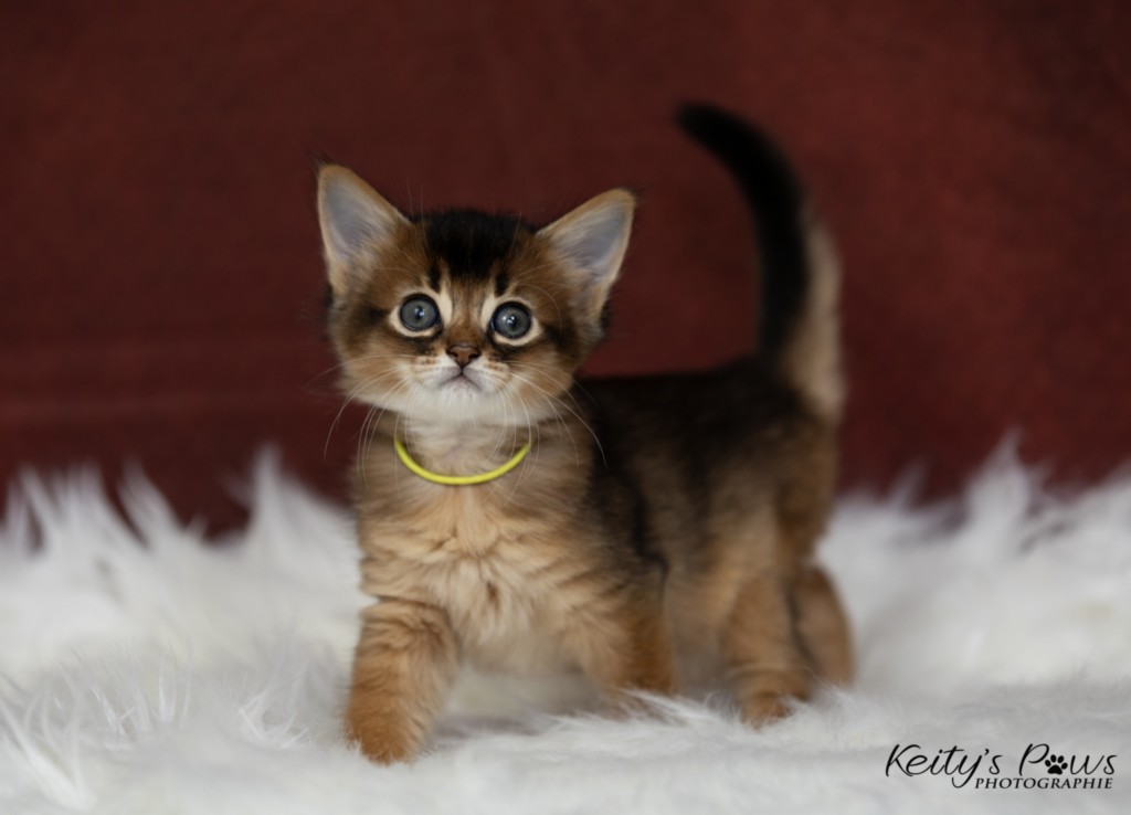  Adara-Alya (jaune) 1 Mois