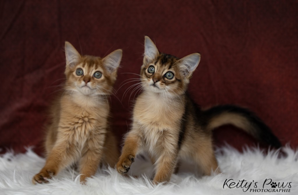 Athena -Abigail & Athor-Maple  2 Mois