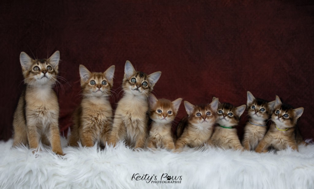 Athena -Abigail & Athor-Maple  2 Mois