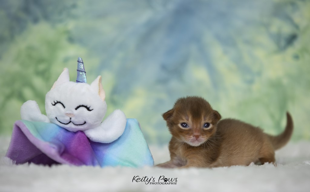 Uraeus-Udon 1 Semaine