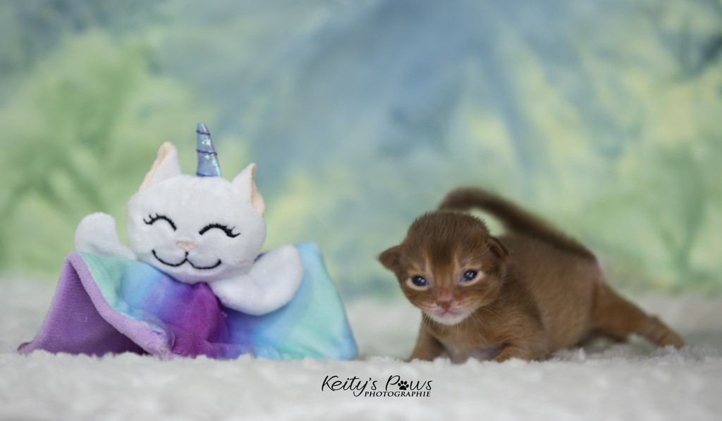 Uraeus-Udon 1 Semaine