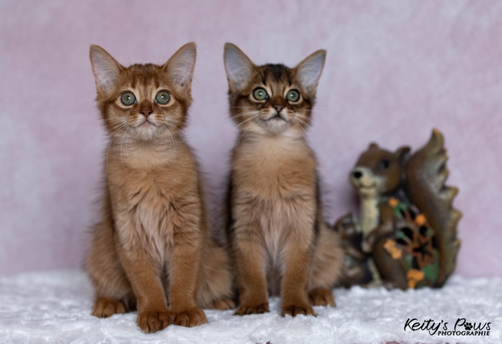 Athena -Abigail & Athor-Maple  3 Mois