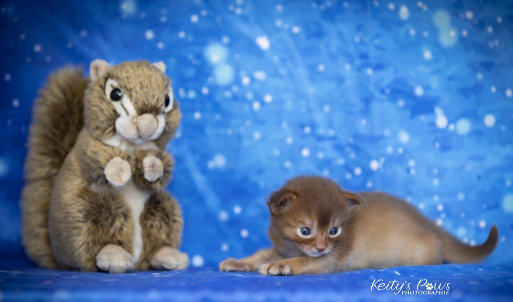 Uraeus-Udon 2 Semaines