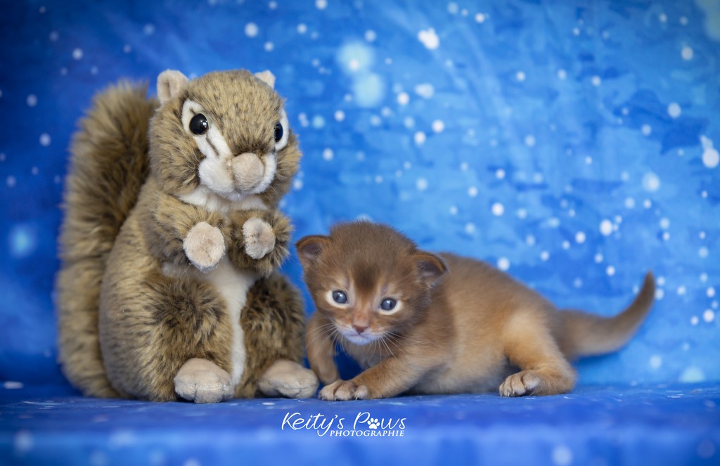 Uraeus-Udon 2 Semaines