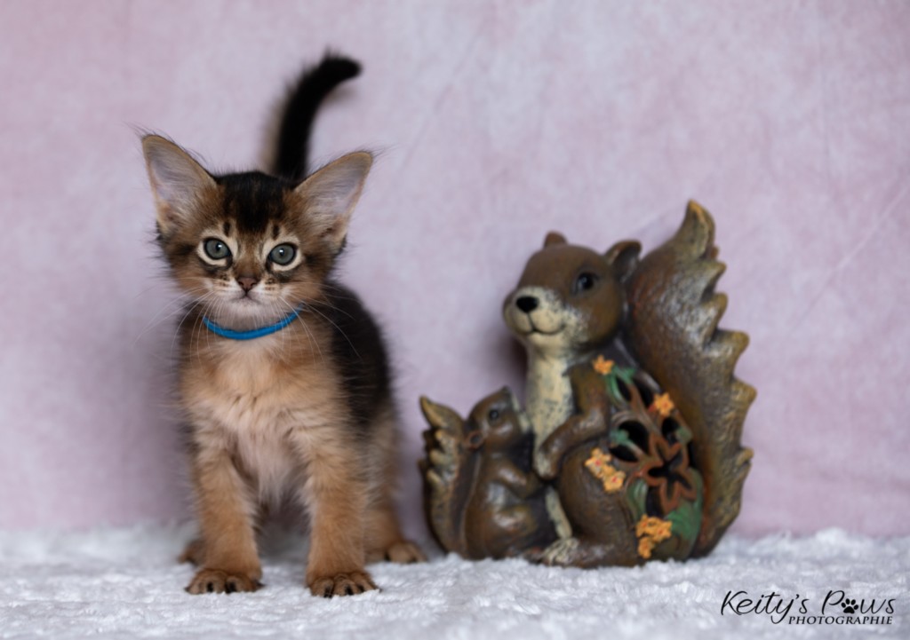  Aegnor-Azur (bleu)   1 Mois