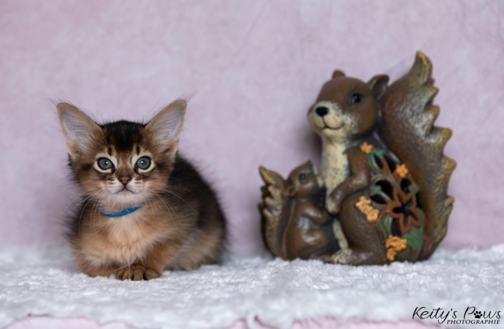  Aegnor-Azur (bleu) 1 Mois