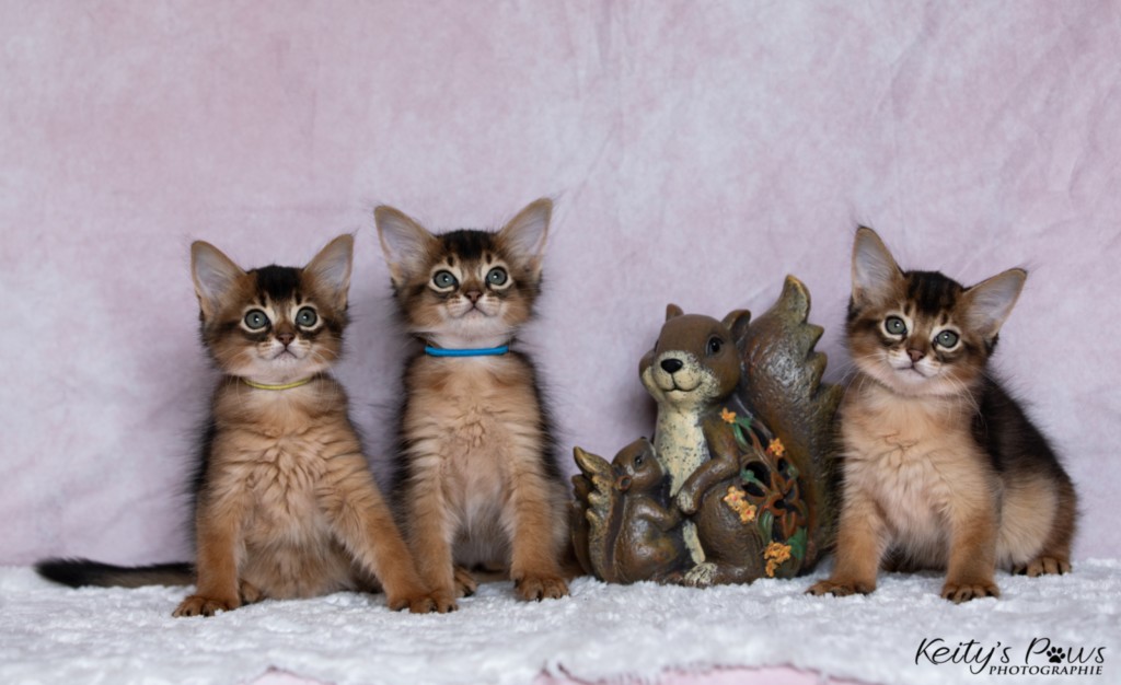 Ash (vert) & Aegnor-Azur (bleu) & Adara-Alya (jaune) 1 Mois