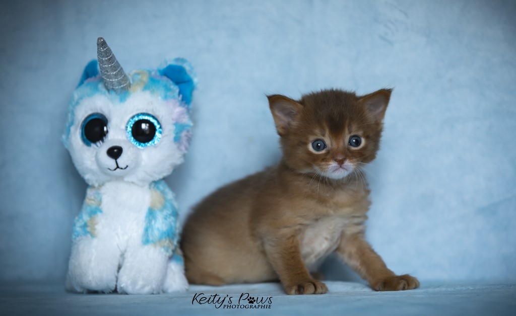 Uraeus-Udon 3 Semaines