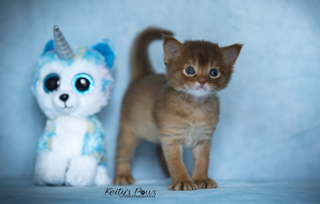 Uraeus-Udon 3 Semaines