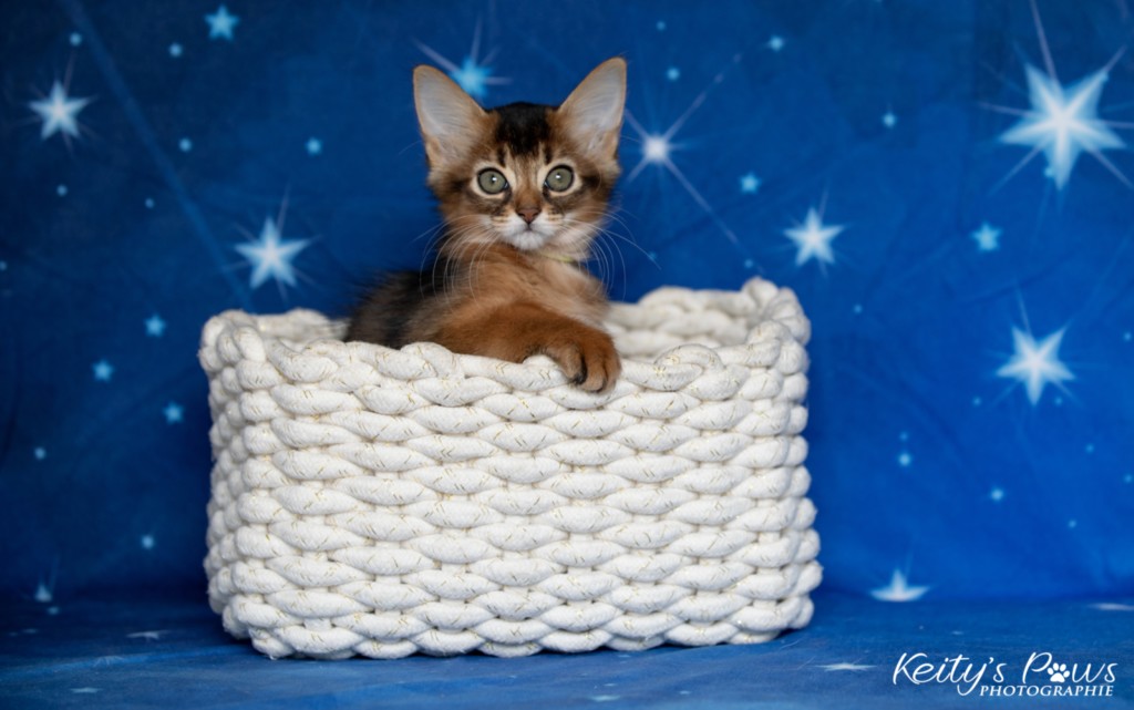  Adara-Alya (jaune) 2 Mois