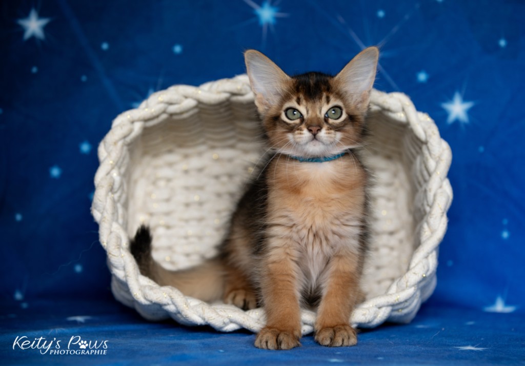  Aegnor-Azur (bleu) 2 Mois