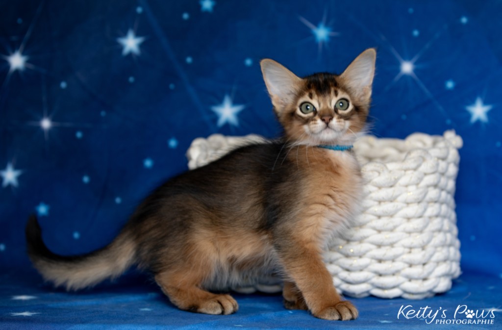   Aegnor-Azur (bleu) 2 Mois