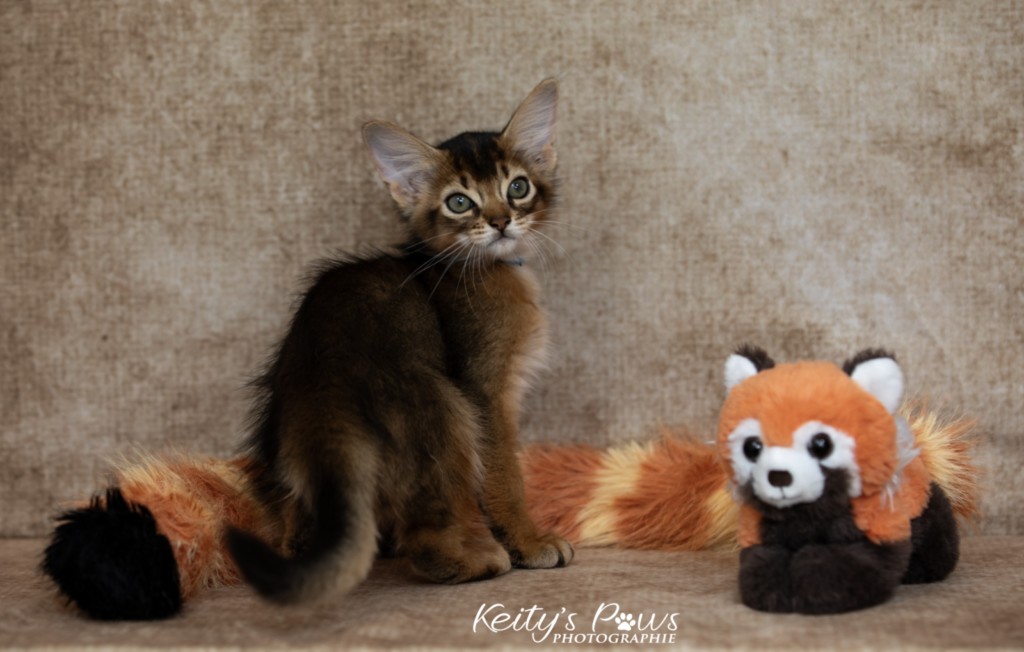   Aegnor-Azur (bleu)  2 Mois