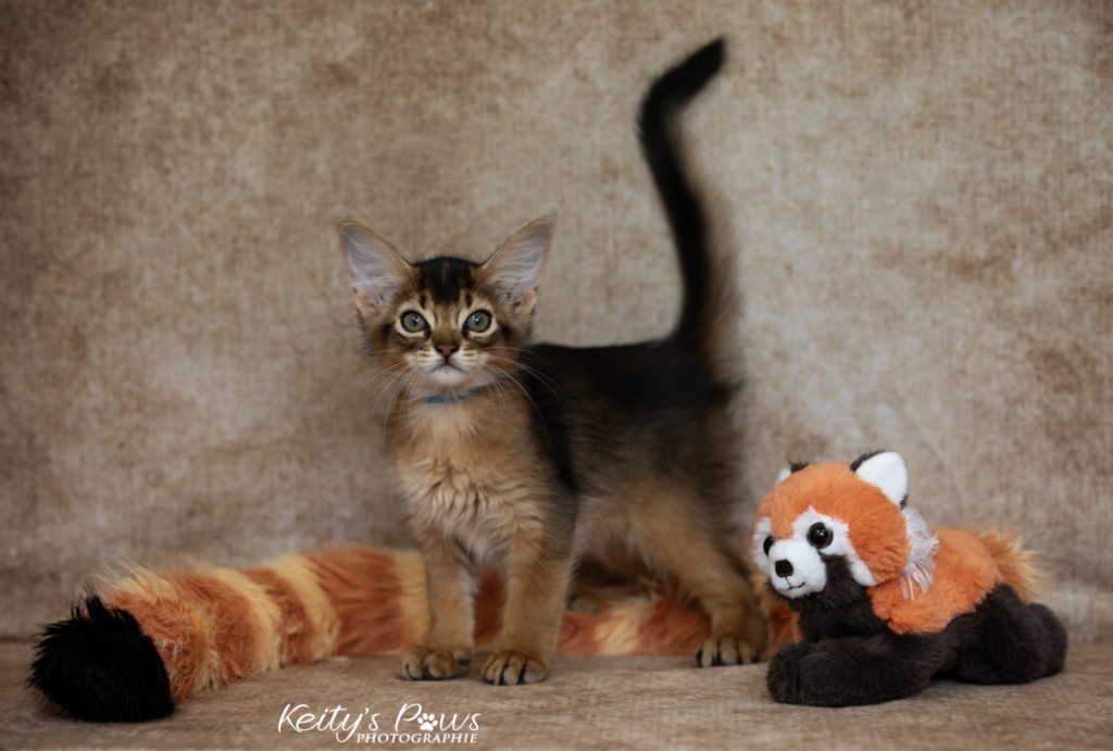   Aegnor-Azur (bleu)  2 Mois