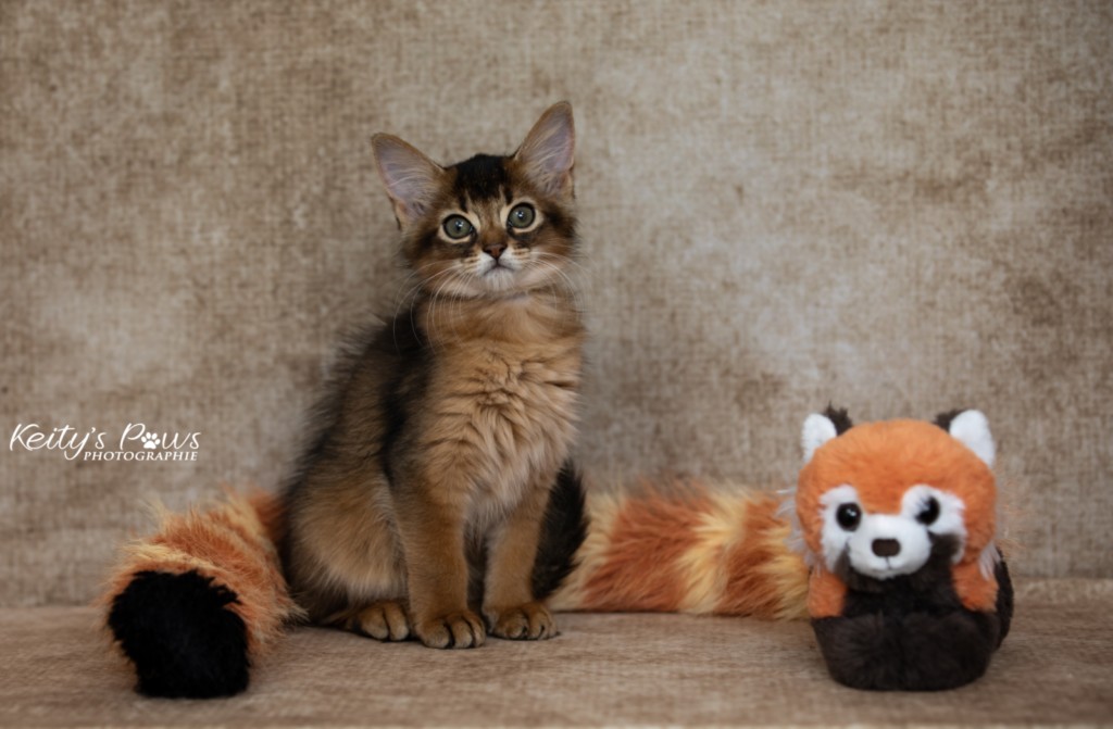  Adara-Alya (jaune) 2 Mois