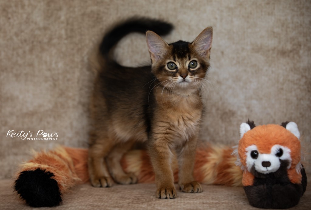  Adara-Alya (jaune) 2 Mois