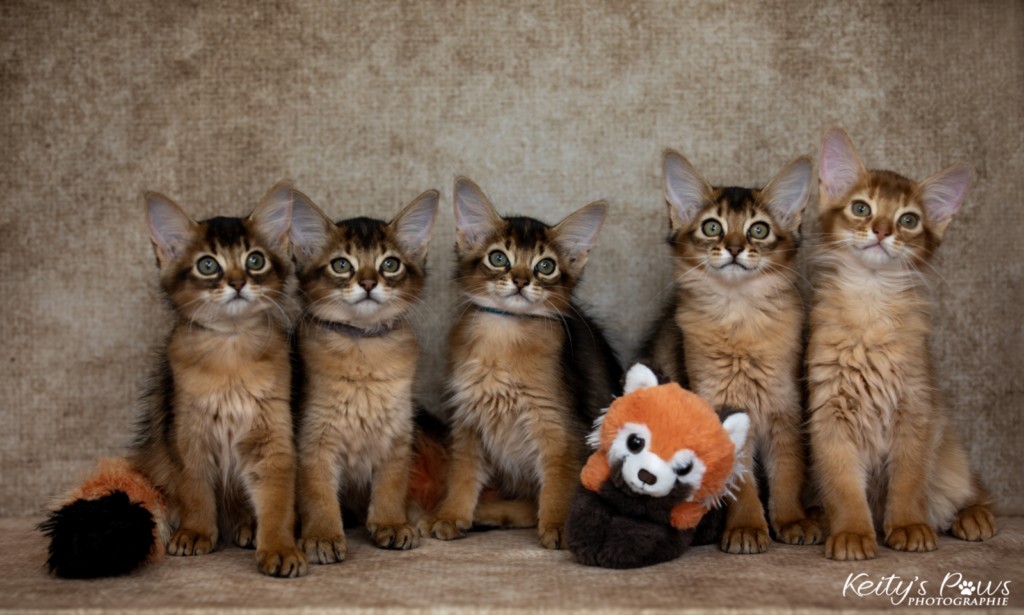 Ash (gris) & Aegnor-Azur (bleu) & Adara-Alya (jaune) 2 Mois