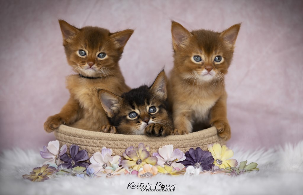 Una Lana Umbro Unique Kára 1 Mois