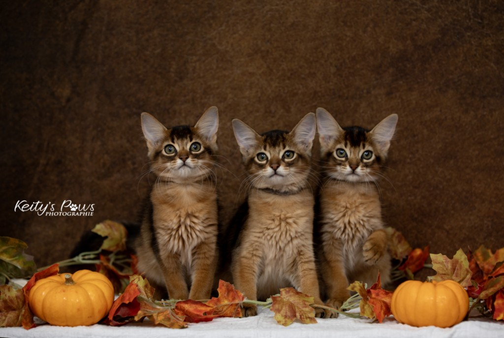 Ash (gris) & Aegnor-Azur (bleu) & Adara-Alya (jaune) 2 Mois