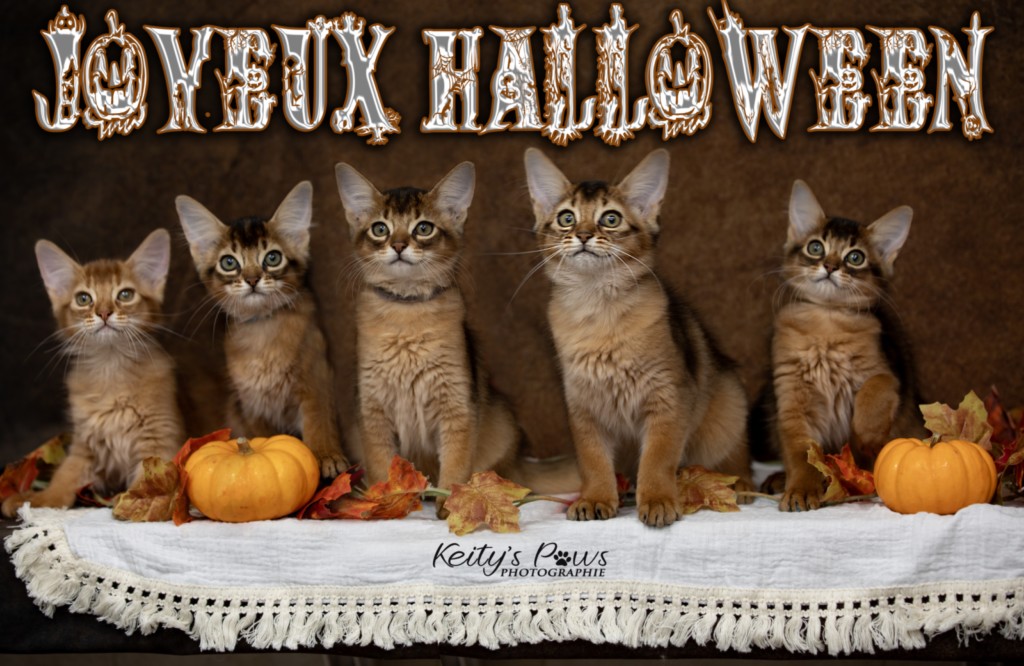 Ash (gris) & Aegnor-Azur (bleu) & Adara-Alya (jaune) 2 Mois  HALLOWEEN 