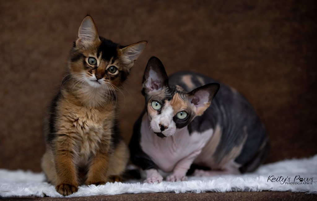 Umbrella Lolita 2 Mois