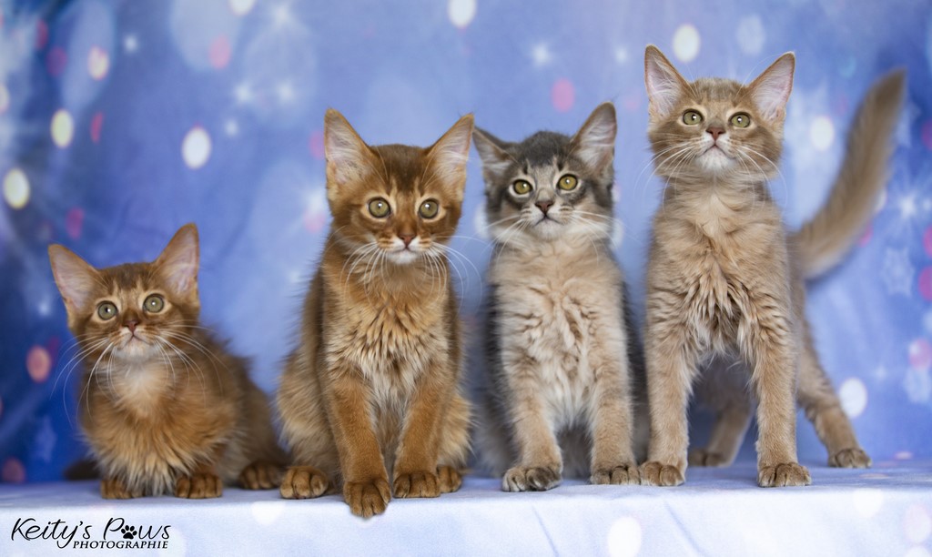 Thena Titiania Thor Thia 3 Mois