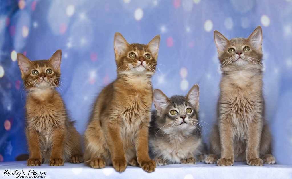 Thena Titiania Thor Thia 3 Mois