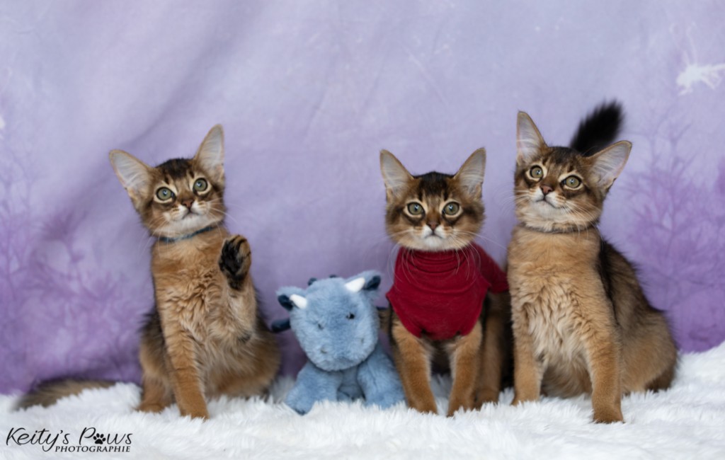 Ash (gris) & Aegnor-Azur (bleu) & Adara-Alya (jaune) 2 Mois