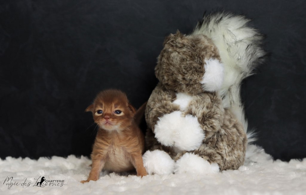 chaton somali Sorrel Sheeran-Sky