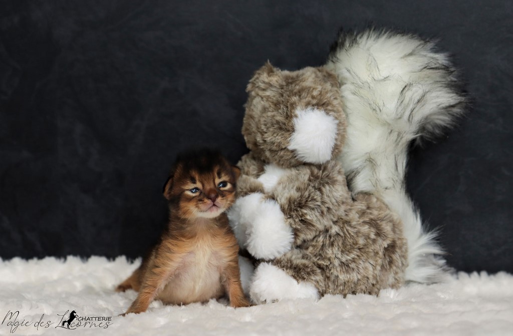 chaton somali lièvre Seal