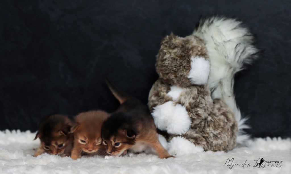 chatons somali lièvre sorrel