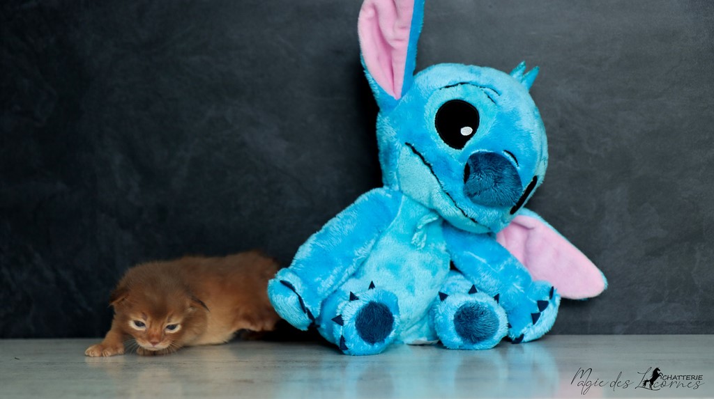 Sheeran Sky 2 Semaines