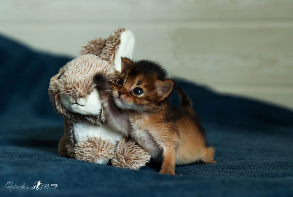 Santana-Sehlam 3 Semaines