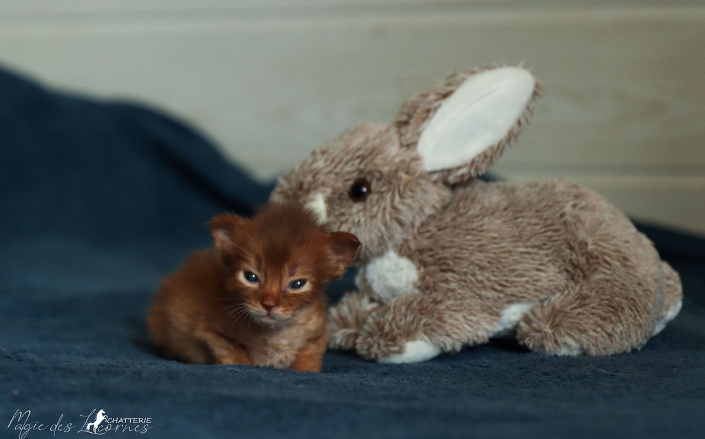 Sheeran Sky 3 Semaines