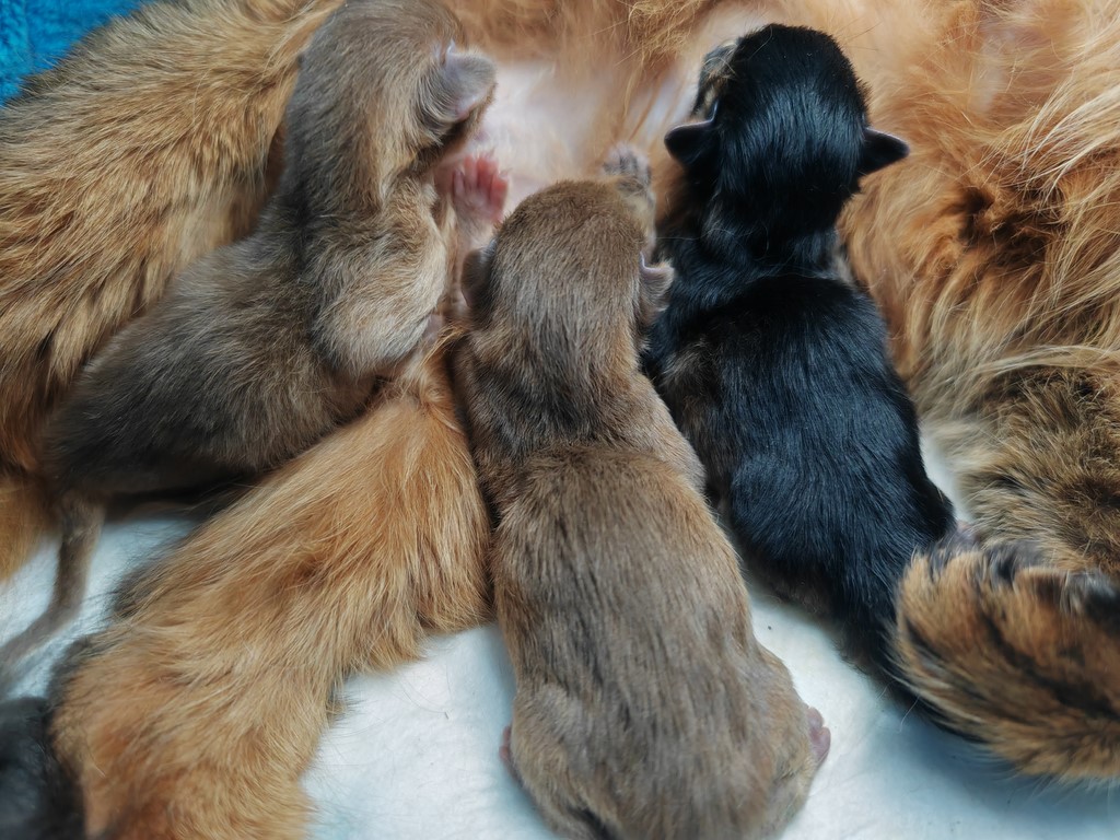 Uraeus-Udon & Una-Lana & Umbro- 1 Jour