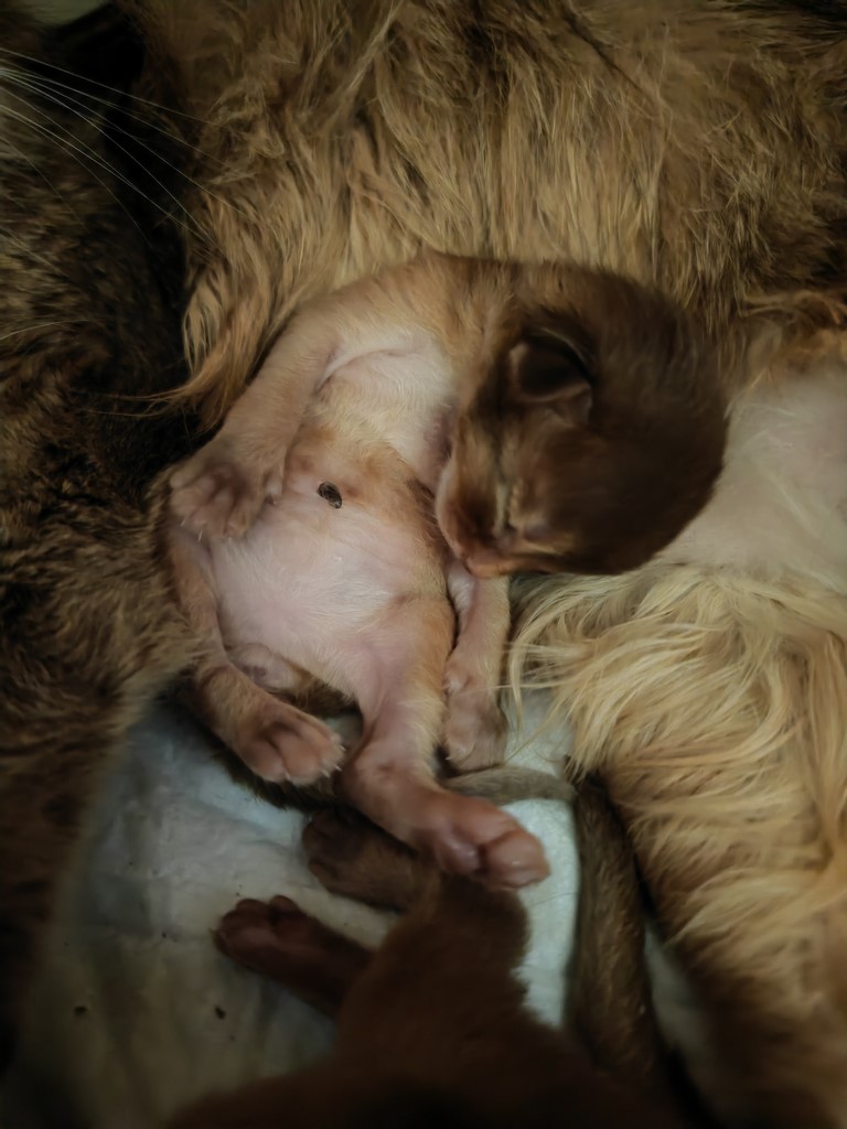 Uraeus-Udon 5  Jours