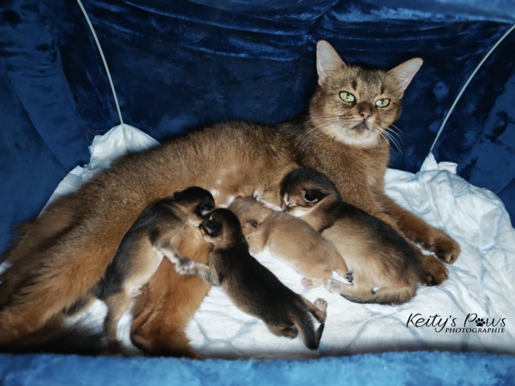   Athena-Abigail & Athor-Mapel & Aurora-Aimy 5 Jours & Apollon (bébé de Freyja)