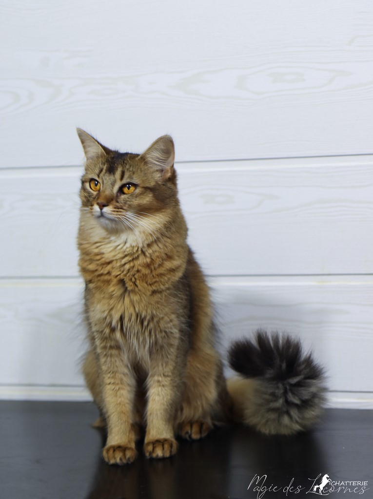 Freyja somali lièvre