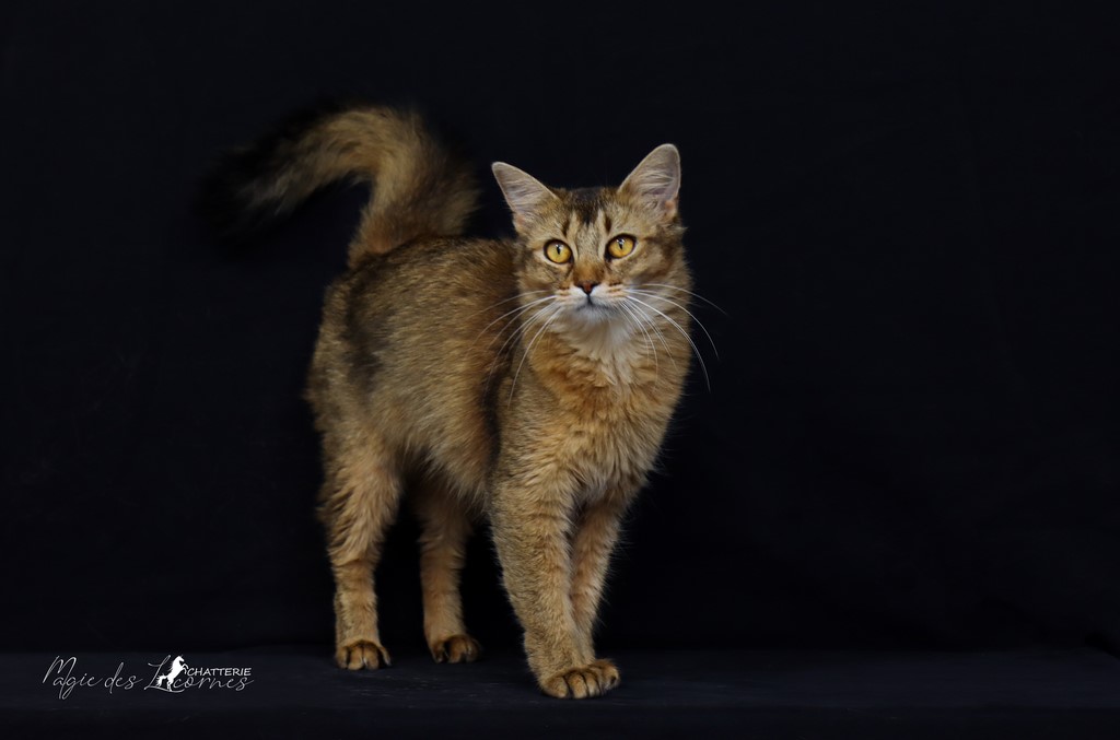 Freyja somali lièvre