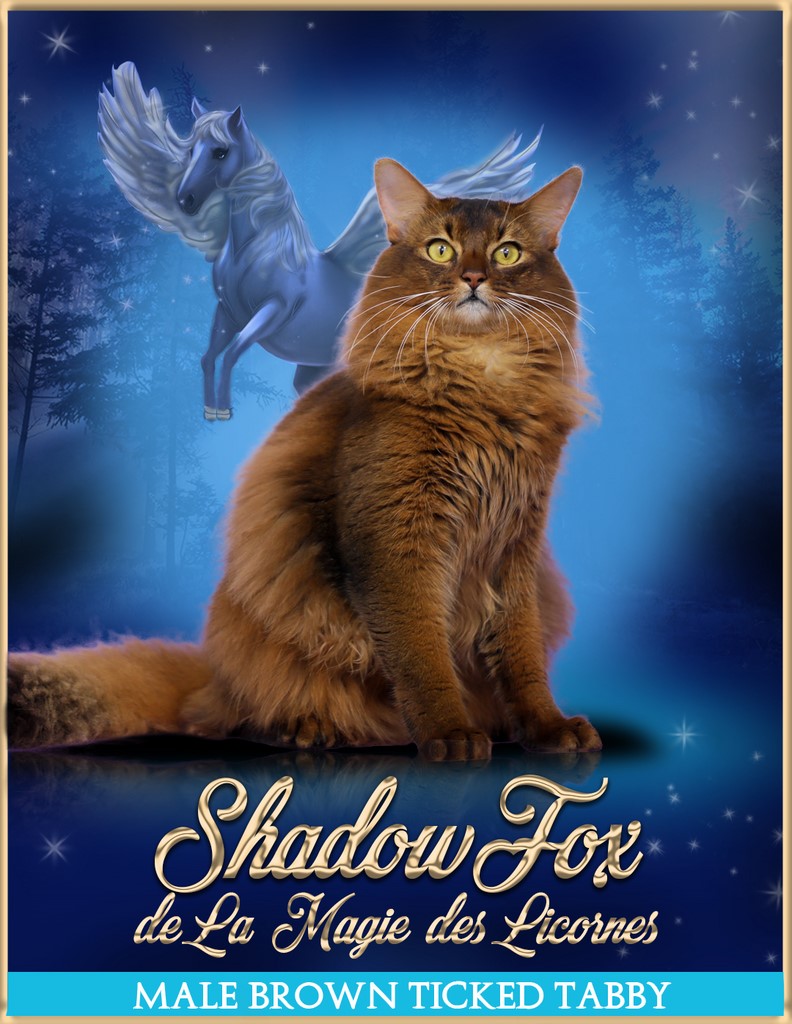 ShadowFox Papa